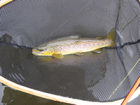 [Photo: Brown Trout; Caught in Provo River]