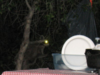 [Photo: Night-time Visitor]