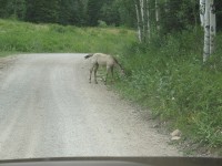 [Photo: Manti-La Sal; Skyline Drive, Colt in the road]