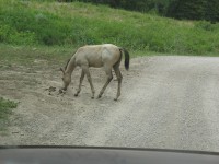 [Photo: Manti-La Sal; Skyline Drive; Colt in the road]